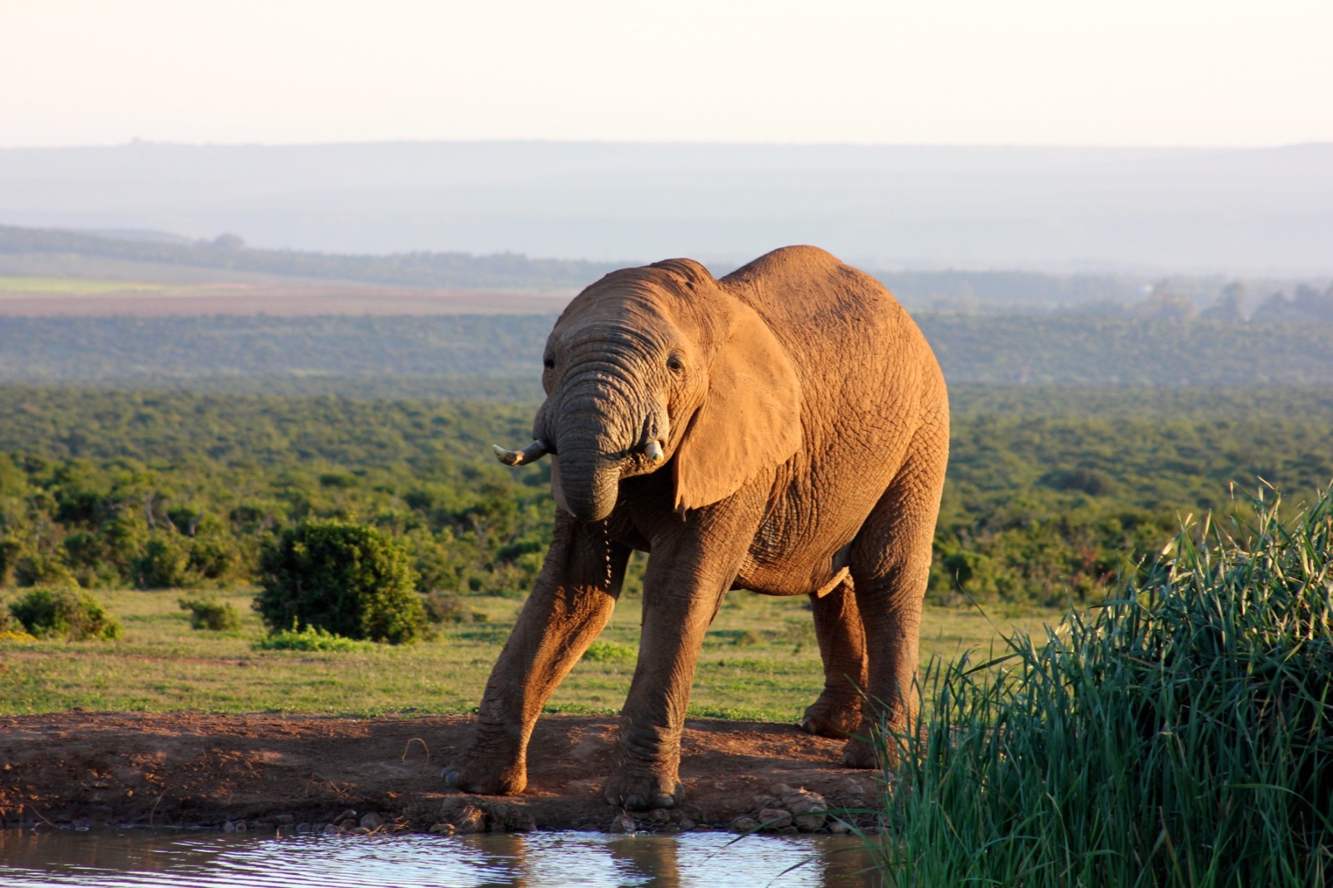 Elephant